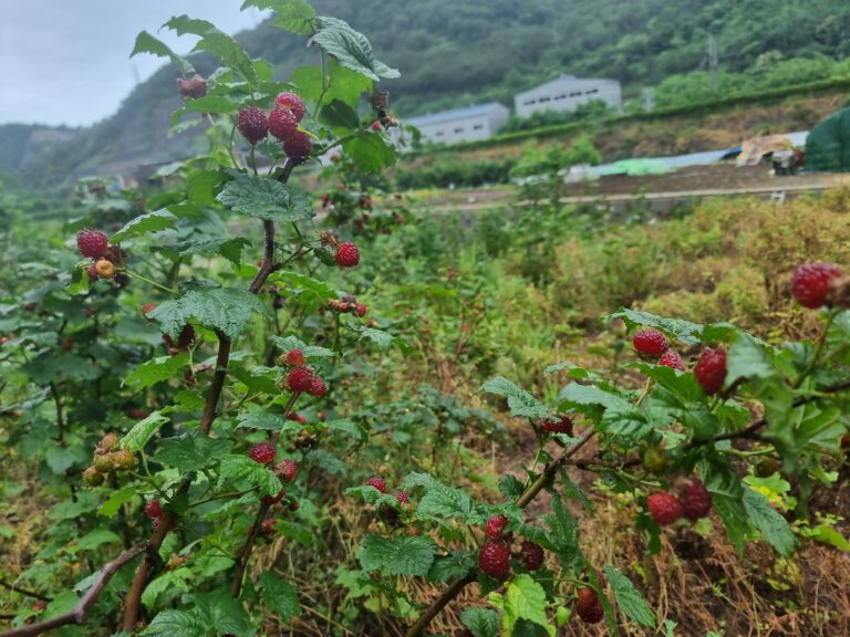 스테이남천 산딸기