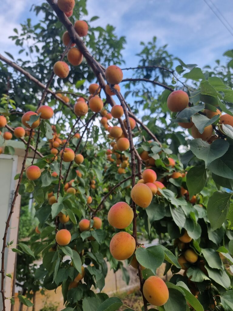 살구 살구