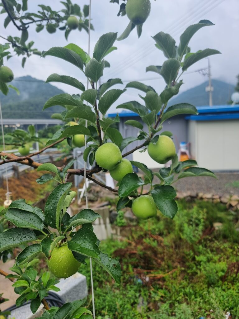 스테이남천 첫 사과